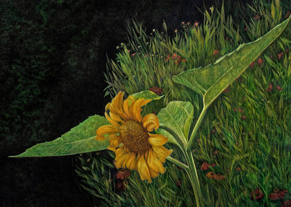 Sneezeweeds and Sunflowers